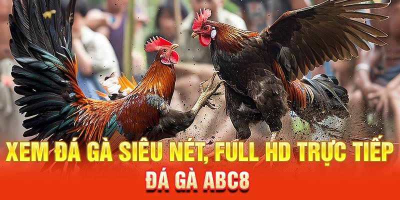 Xem đá gà siêu nét, full HD trực tiếp đá gà ABC8